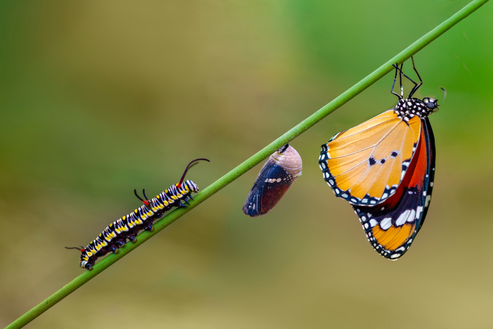 Butterfly
